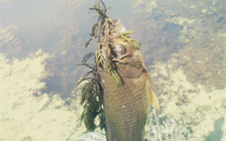 野外水草處釣魚的經驗談