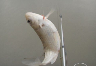初秋野釣鯽魚的三個實用技巧