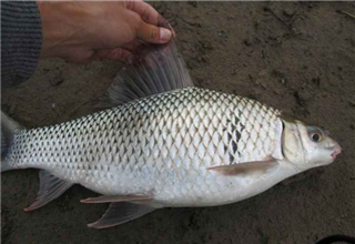 根據鯪魚的習性、群體特征、食性確定釣法