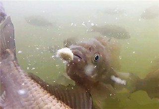 野釣、臺釣定層打浮釣鯽魚的技巧