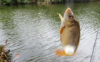 野外魚口不好的原因和逗釣鯽魚的心得