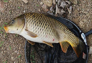 水庫和江河釣野生魚的技巧