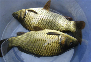 不同情況下野釣鯽魚的子線長度