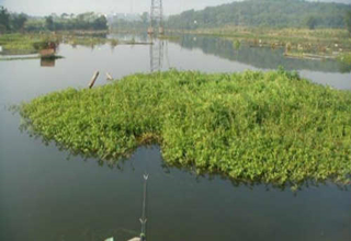 在水草邊釣魚，應該注意什么？