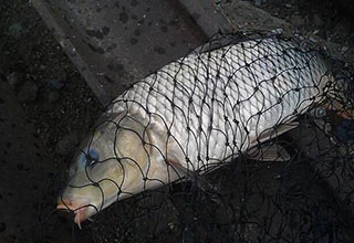 野釣鯉魚的釣位選擇與釣點選擇技巧