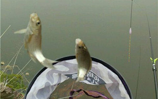 冬季野釣鯽魚用餌也需隨機應變