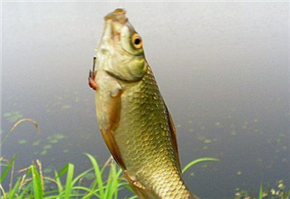 野釣鯽魚的四個打窩補窩技巧