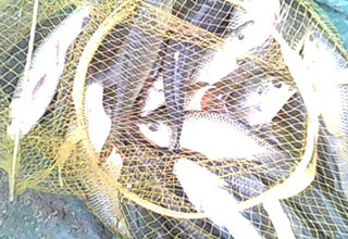 野釣小魚的線組搭配、浮漂魚鉤的選擇