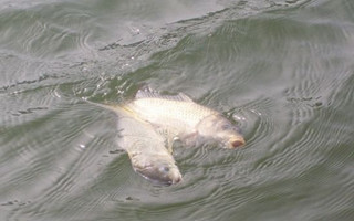 北方冬天野釣鯽魚經驗總結