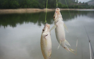 淺談野外釣鯽魚的線組搭配