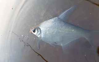 老釣友野釣鳊魚用餌打窩及釣法總結