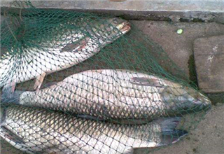高手解答：秋季不同水域釣大魚的四個技巧