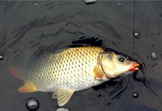 3個野釣中拋竿釣大魚的訣竅