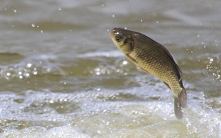 手竿野釣鯽魚的攻略秘籍