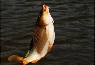 初秋野釣鯉魚的四個時間段