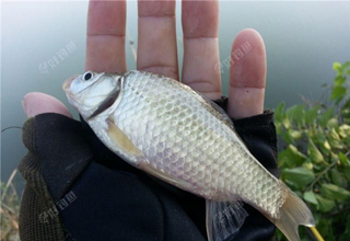 野釣中找魚的四個技巧