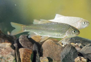 野釣黑坑池塘釣魚的3招釣位技巧
