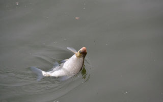 初探三春時節釣鳊魚技法