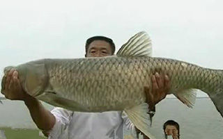 冬釣鯽魚鯉魚鳊魚技巧詳細分析