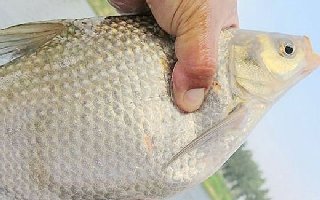 秋釣鳊魚的線組搭配與釣技釣法