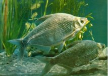 魴魚(武昌魚、團頭魴、鳊魚)垂釣技巧和方法分析
