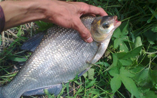 水庫釣鳊魚的釣位選擇及用餌技巧