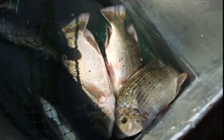 釣鳊魚技巧大全以及鳊魚的介紹