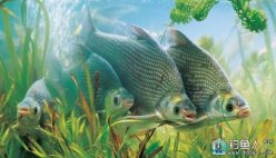 春末夏初（暮春）如何釣鳊魚的技巧分享