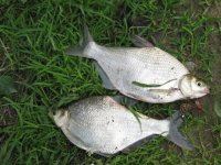 傳統釣法如何釣鳊魚的一些技巧