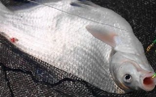 秋季釣鳊魚的選位以及餌料搭配技巧
