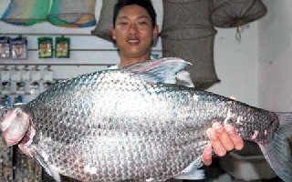 釣魚高手談六月釣鳊魚的技巧