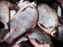 釣鳊魚的小技巧推薦