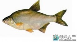 詳細了解如何釣好鳊魚的技巧詳解