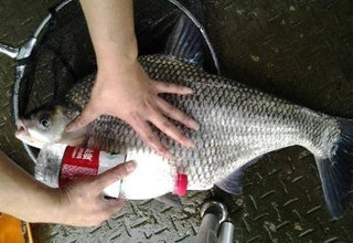 夏季水庫釣鳊魚的餌料選擇和實戰技巧