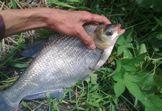 春夏季釣鳊魚的三種釣法技巧