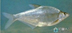 釣鳊魚的一些技巧與要領詳解