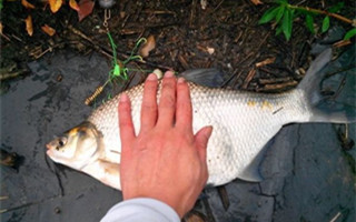 釣友分享手海竿秋釣鳊魚的技巧
