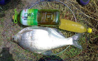 水庫釣鳊魚的選位用餌技巧