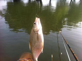夏釣之鳊魚的5個技巧