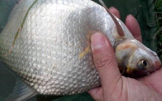 三種野釣鳊魚的釣魚方法和技巧