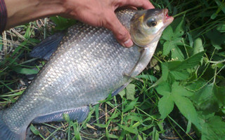 秋釣鳊魚的技巧及蚯蚓餌的加強用法