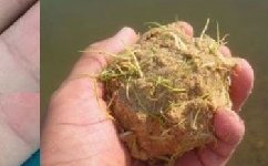 用谷芽做魚餌去釣草魚效果奇好