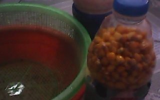 自制野釣大鯉魚草魚用曲酒蜂蜜玉米粒