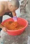 玉米谷子小麥混合窩料（主誘鯽魚鯉魚草魚）