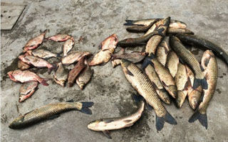 自制屢戰屢爆的草魚、鳊魚窩料