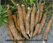 木薯釣大鯉魚大草魚的特效自制天然魚餌
