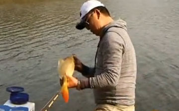 秋季釣鯽魚、鯉魚、草魚的經典餌料配方