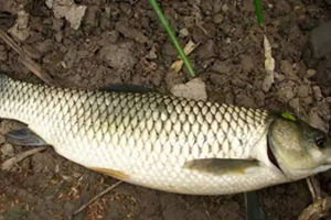 適用四季自制草魚餌料方法