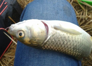 蚯蚓面餌齊上陣鯽魚鯉魚草魚通殺餌配方
