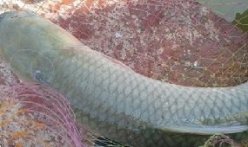 自制在黑坑賭塘用釣草魚經典餌料配方